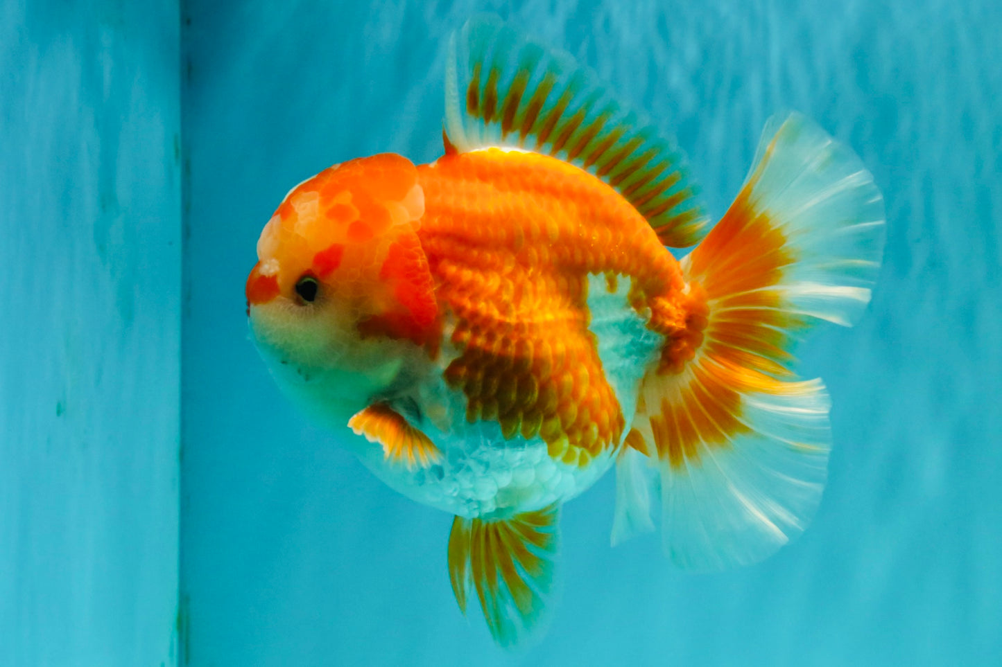 CHUBBY AAA Grade Red White Oranda Male 6 inches #081426OR_01