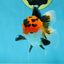 AAA Grade Tricolor Oranda Male 5-5.5 inches #051625OR_24