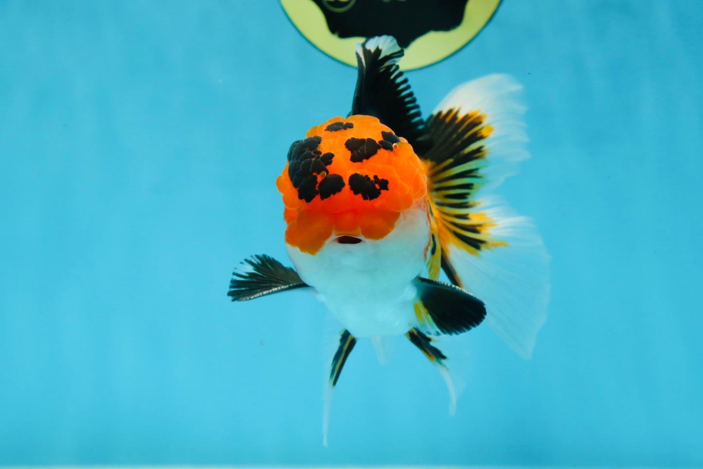 AAA Grade Tricolor Oranda Male 5-5.5 inches #051625OR_24