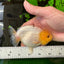 Lemonhead Lionchu Male 4-4.5 inches #0927LC_10