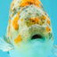 SPECIAL Calico Blue Base Ranchu Male 5.5 Inches #100226RC_20