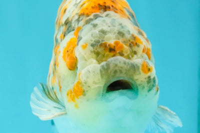 SPECIAL Calico Blue Base Ranchu Male 5.5 Inches #100226RC_20
