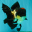 Tricolor Oranda Female 5.5 inches #082126OR_12