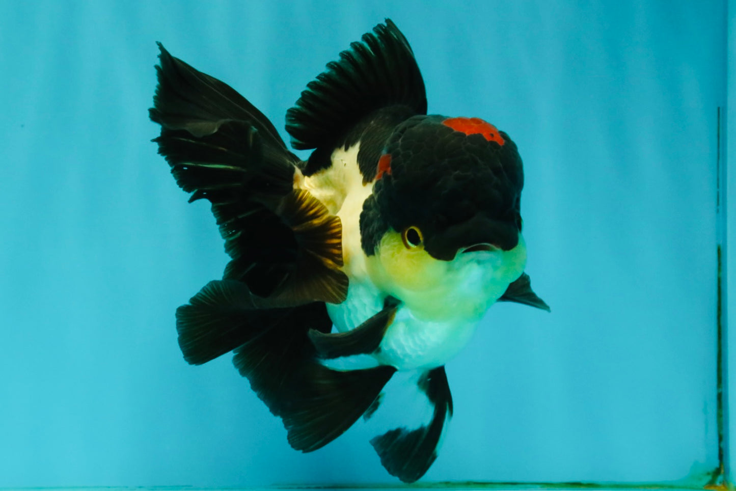 Tricolor Oranda Female 5.5 inches #082126OR_12
