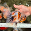 Calico Oranda Male 6.5 inches #072426OR_22