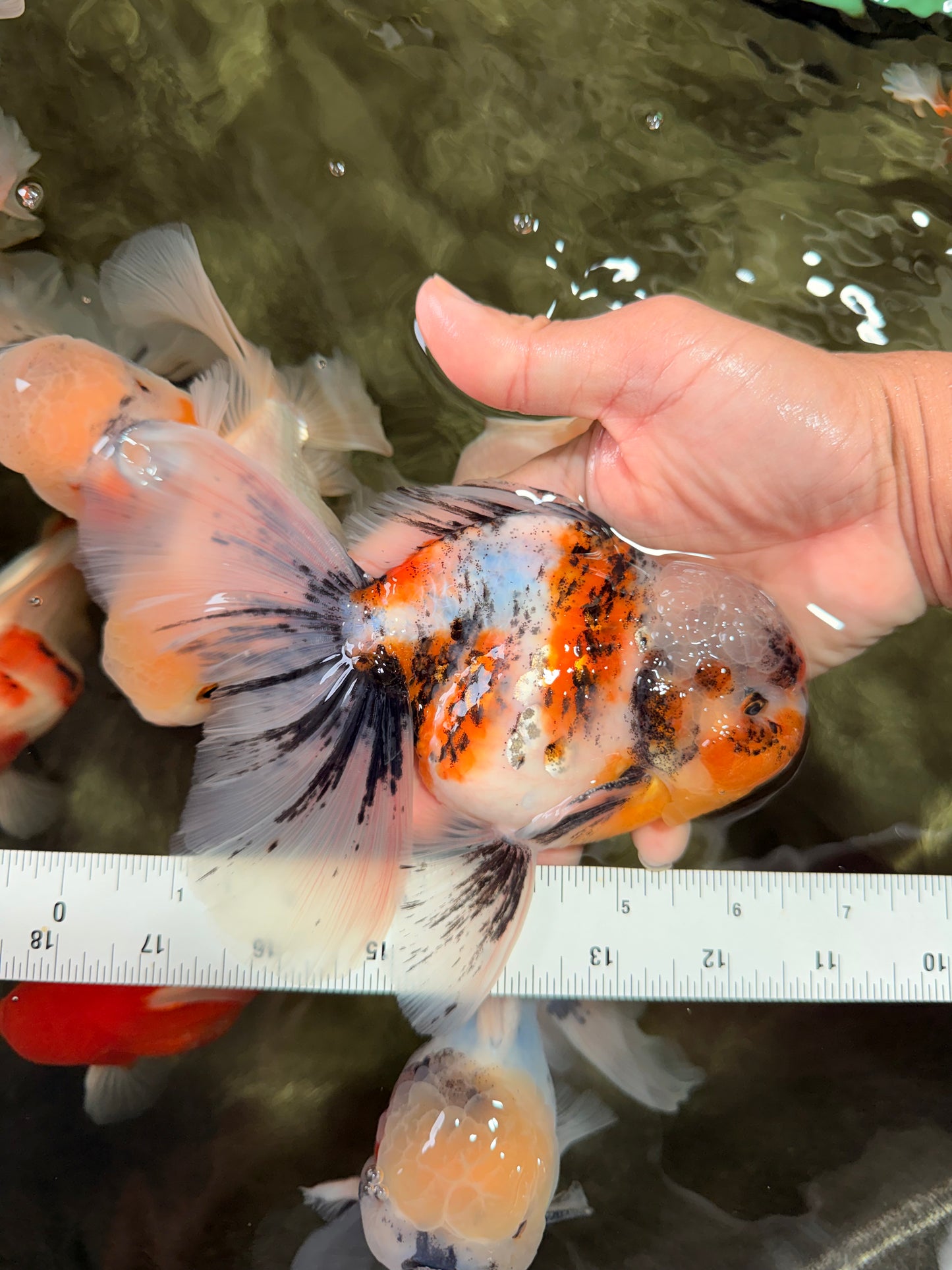 Calico Oranda Male 6.5 inches #072426OR_22
