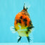 AAA Grade Tiger Yuanbao Male 4.5 inches #061926YB_37