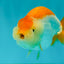 A Grade Orange White LionQueen 4.5-5 inches #072426LC_35