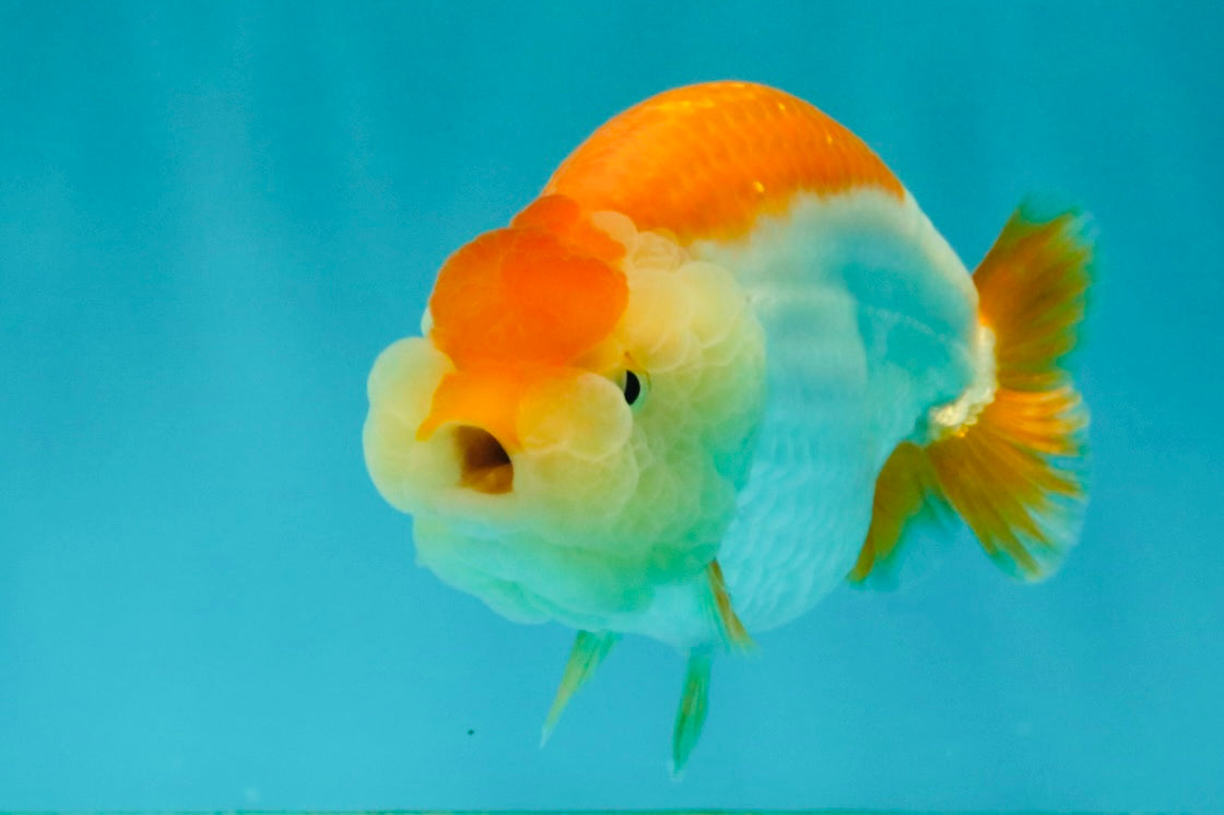 A Grade Orange White LionQueen 4.5-5 inches #072426LC_35