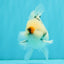 CHONKY A Grade Marble Oranda Male 5 inches #050126OR_07
