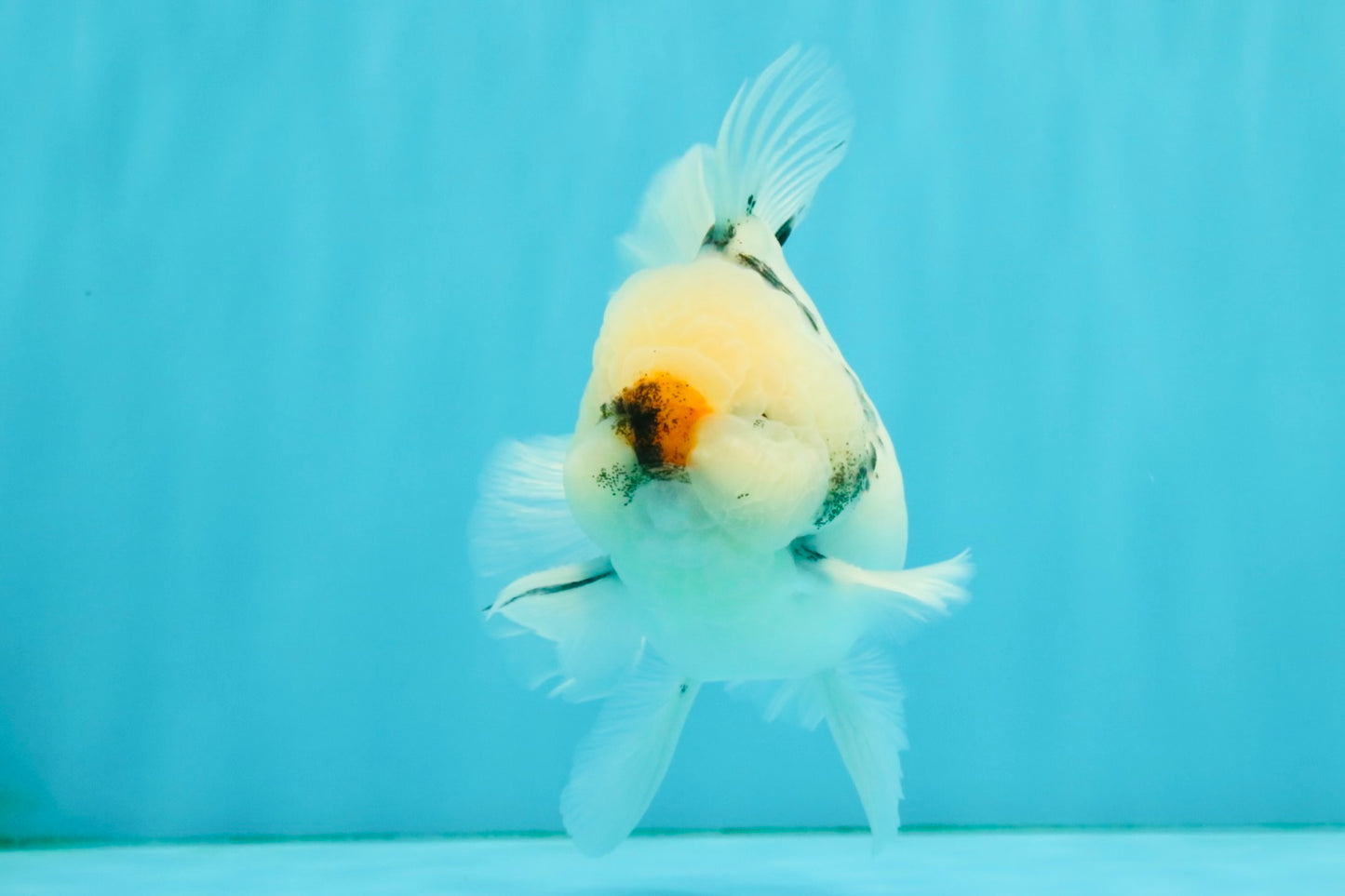 CHONKY A Grade Marble Oranda Male 5 inches #050126OR_07