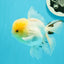 AAA Grade Lemonhead Oranda Male 5 inches #0510OR_09