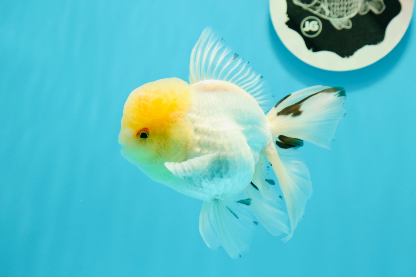 AAA Grade Lemonhead Oranda Male 5 inches #0510OR_09