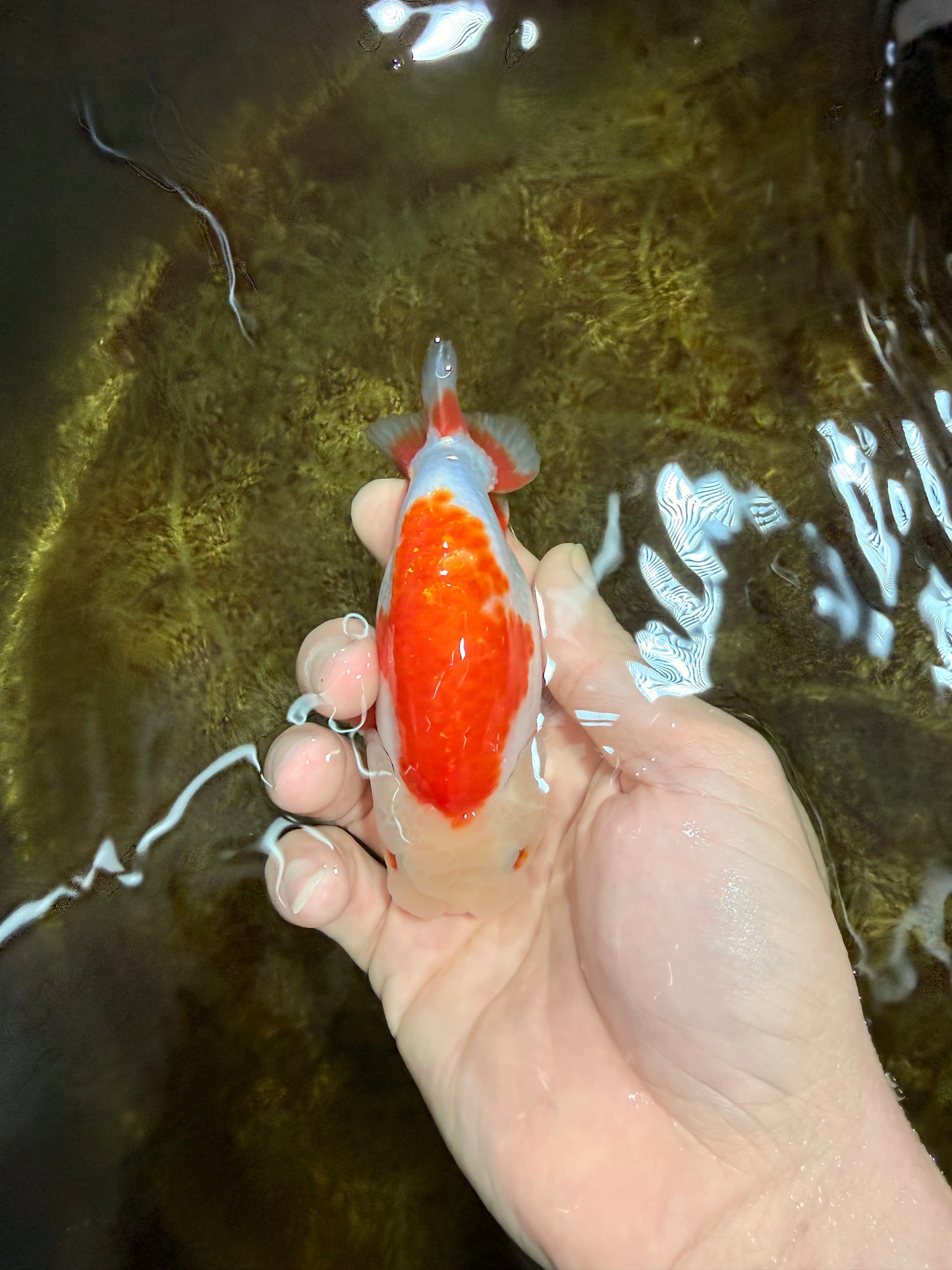 A Grade Red White LionKing 4 inches #112825LC_11