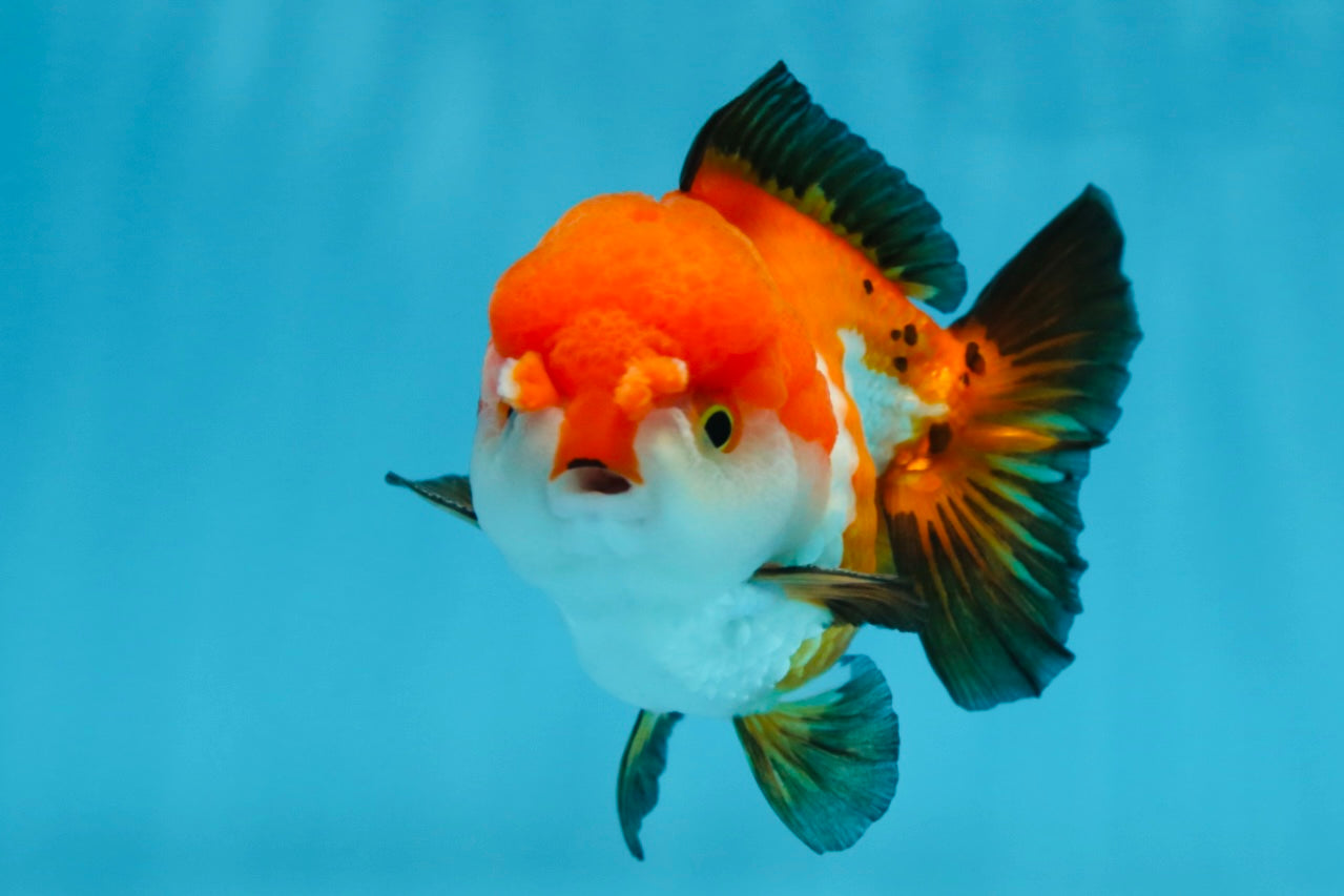 SUPER CUTE Tricolor Yuanbao Male 4.5 inches #071125YB_18