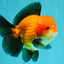 CHUBBY AAA Grade Apache Oranda Male 5 inches #082826OR_10