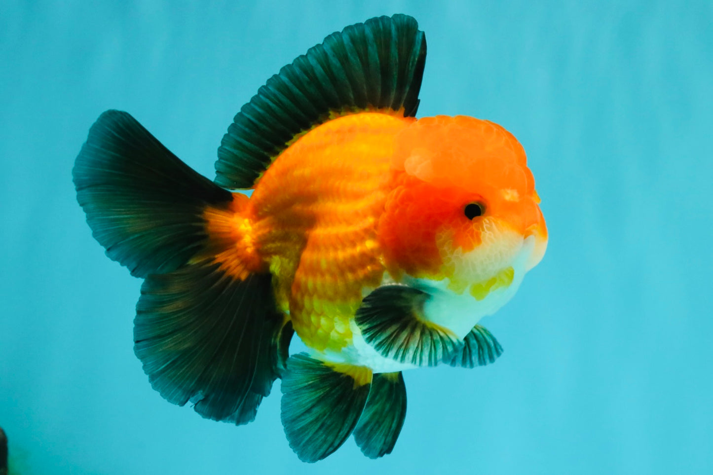 CHUBBY AAA Grade Apache Oranda Male 5 inches #082826OR_10