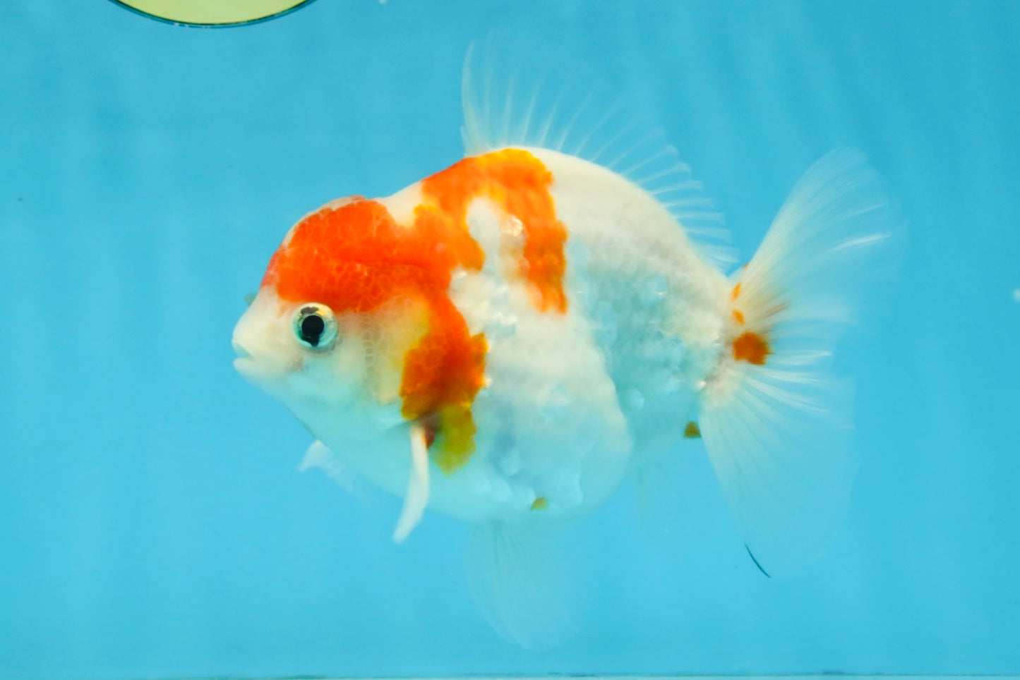 FANCY A Grade Kohaku Sakura Yuanbao Male 4.5-5 inches #112825YB_19