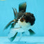 A Grade Young Panda Button W Oranda Male 4.5-5 inches #061325_06
