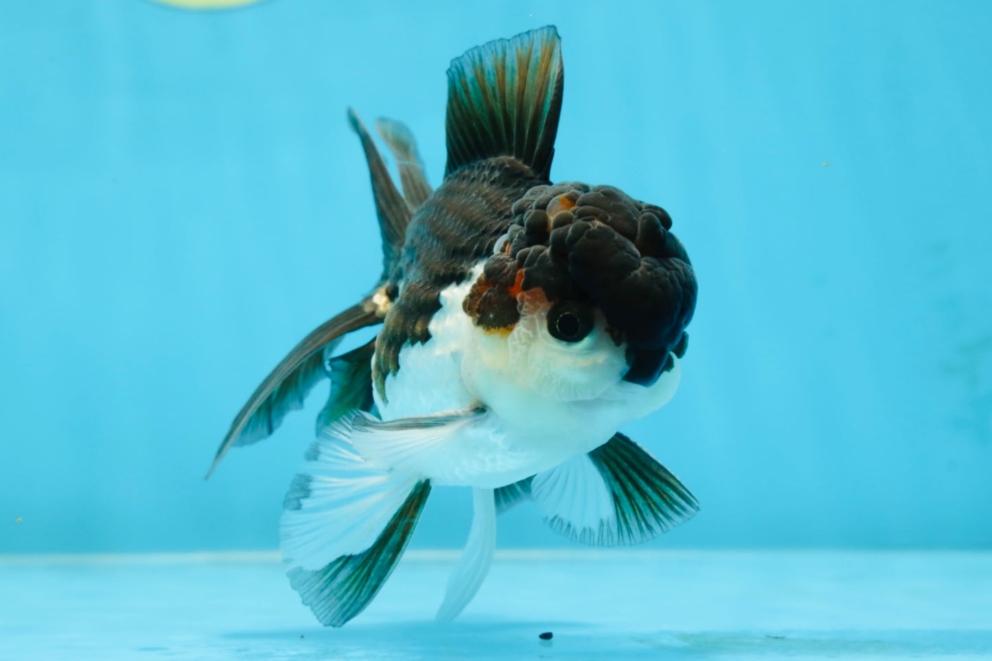 A Grade Young Panda Button W Oranda Male 4.5-5 inches #061325_06