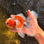 Calico Oranda Male 6.5-7 inches #071026OR_31