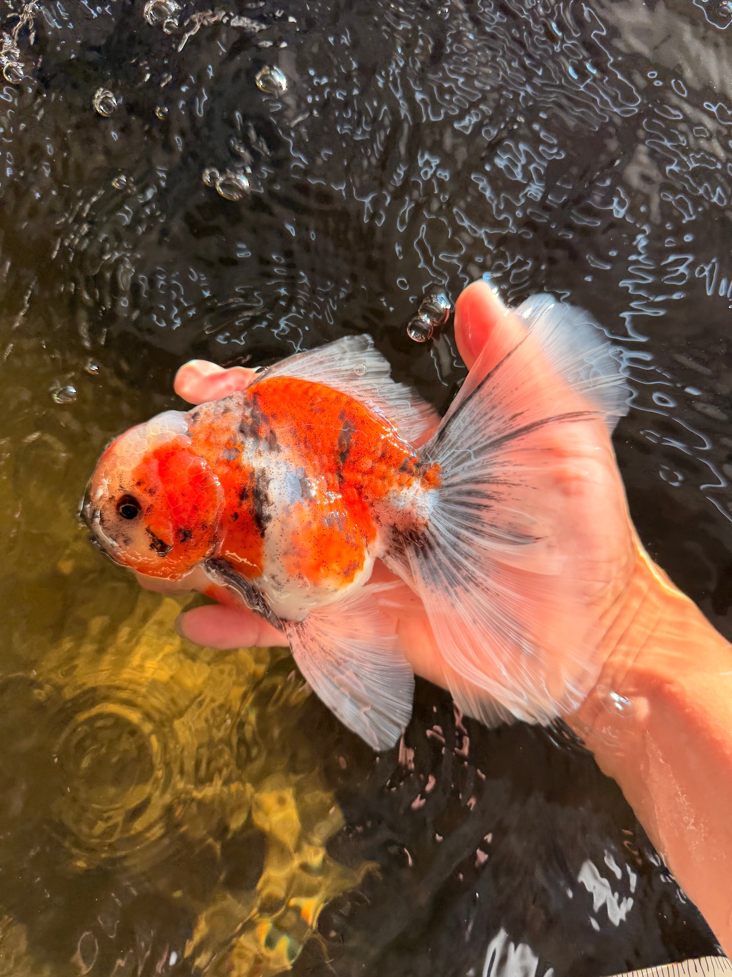 Calico Oranda Male 6.5-7 inches #071026OR_31