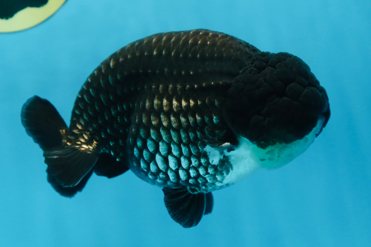 AAA Grade CHONKY Black Blue LionKing 5.5 inches #090525LC_05