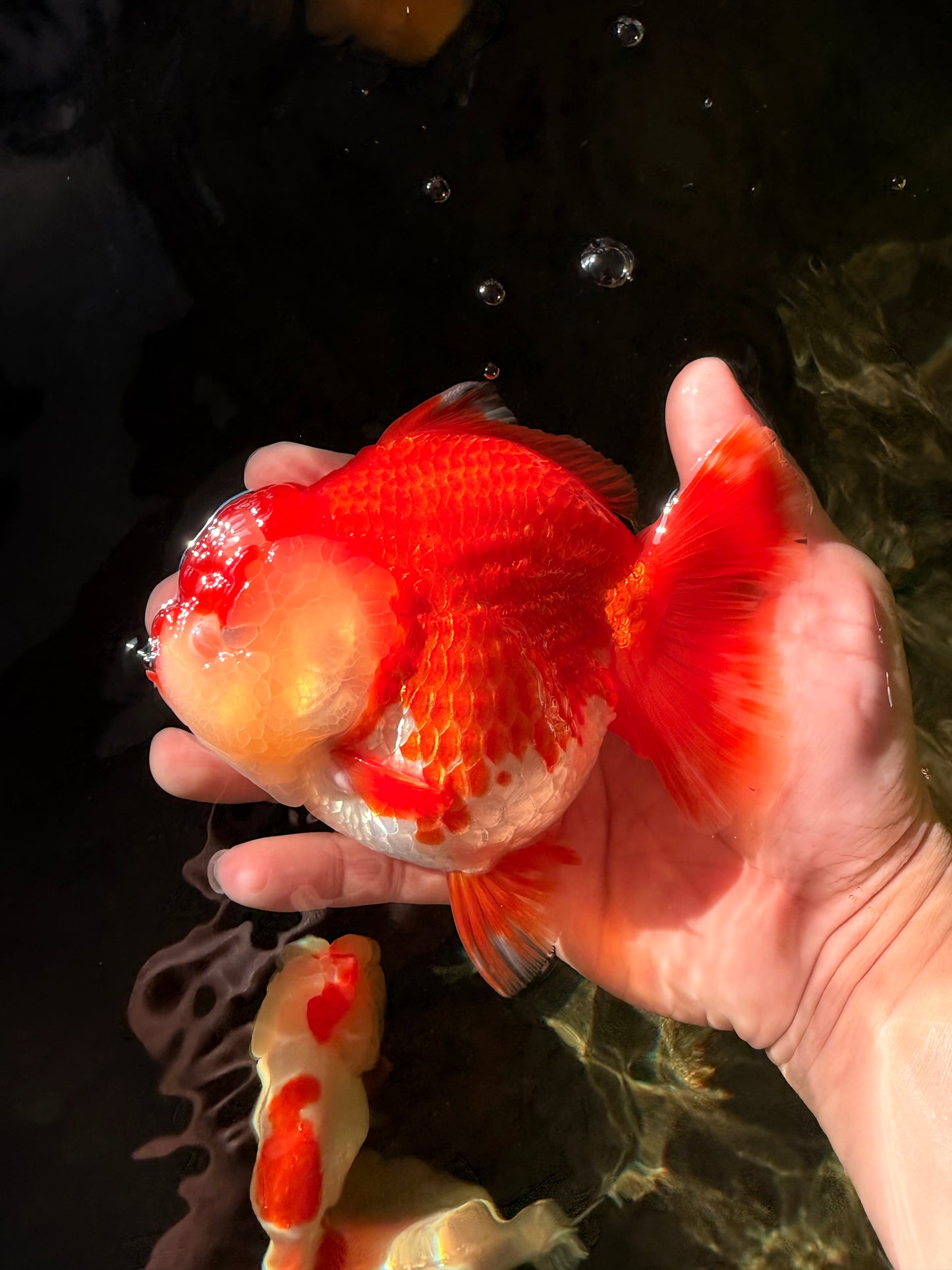 AAA Grade Godzilla Red White Yuanbao Female 5-5.5 inches #030626YB_12