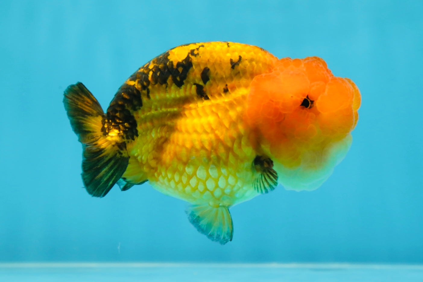 Adorable A Grade Super Cute Apache LionQueen 4 inches #050225LC_14