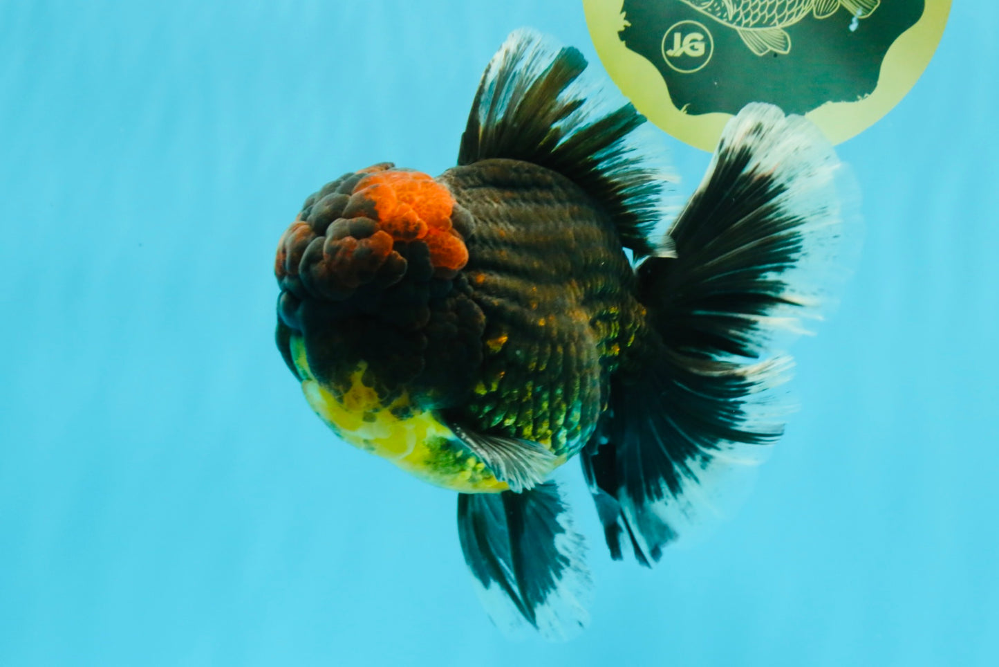 AAA Grade Godzilla Tiger Oranda Male 6.5 inches #022726OR_11