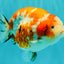 SPECIAL A Grade Kohaku Diamond Scale Sakura Ranchu Female 5.5-6 inches #100926RC_33