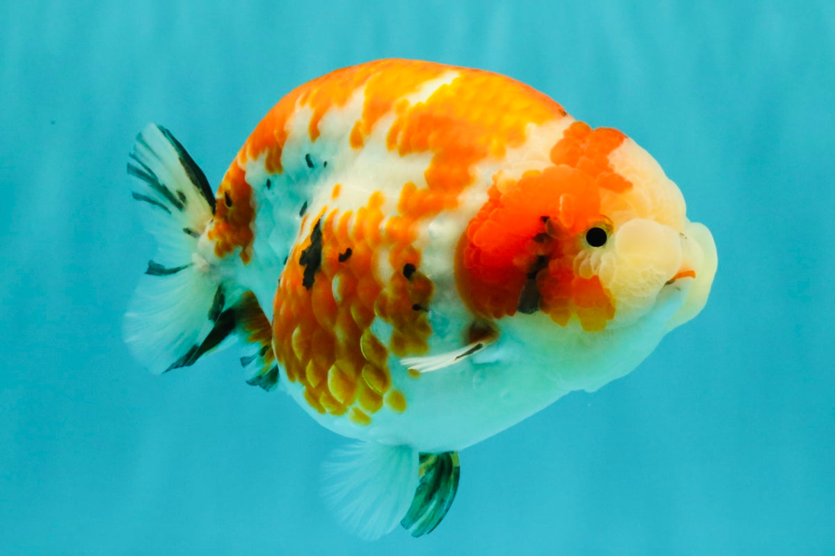 SPECIAL A Grade Kohaku Diamond Scale Sakura Ranchu Female 5.5-6 inches #100926RC_33
