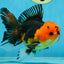 A Grade Apache Button Eyes Oranda Male 5-5.5 inches #080125OR_21