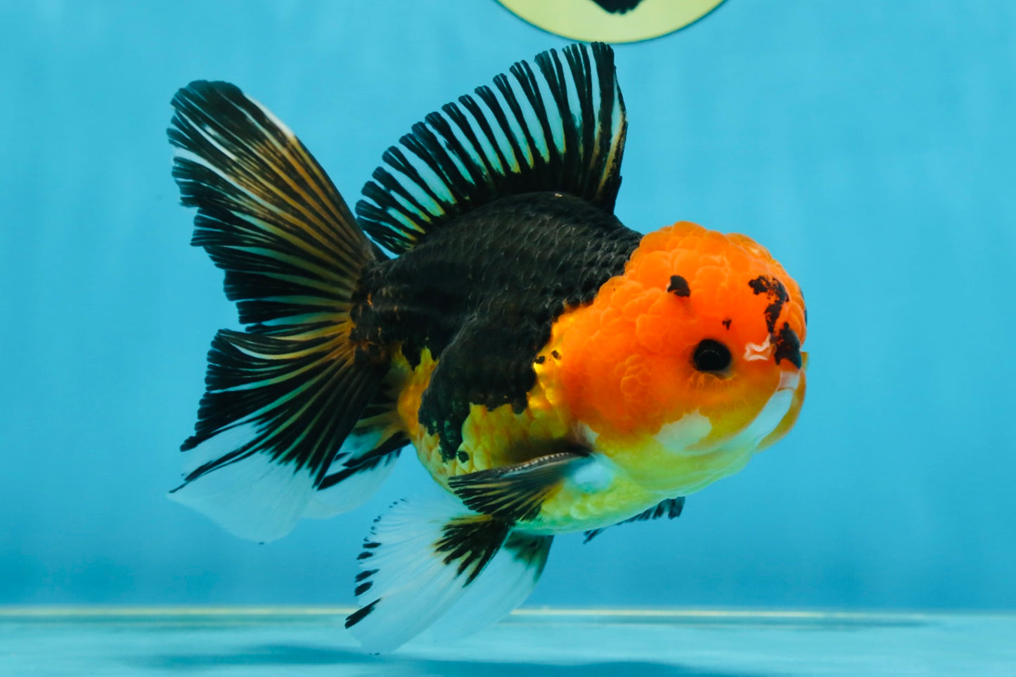 A Grade Apache Button Eyes Oranda Male 5-5.5 inches #080125OR_21