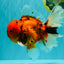 CHARLIE A Grade Tiger Oranda Male 7 inches #100926OR_10