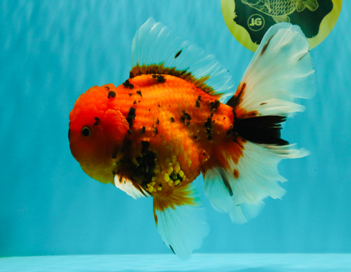 CHARLIE A Grade Tiger Oranda Male 7 inches #100926OR_10