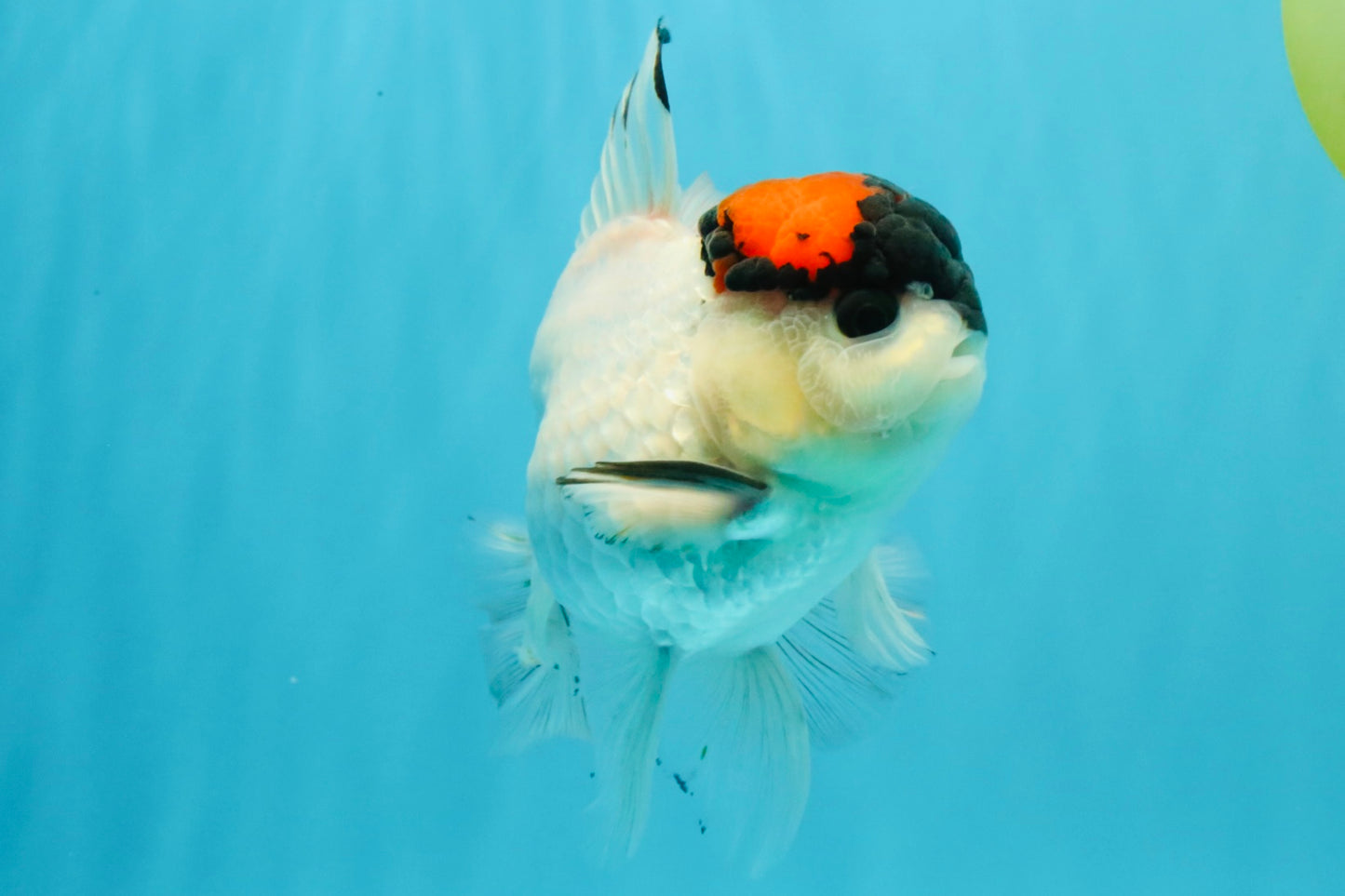 A Grade Tricolor Oranda Male 5.5 inches #030626OR_21