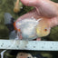 Tricolor Pompom Red Nose Oranda Female 5.5 inches #111524OR_17