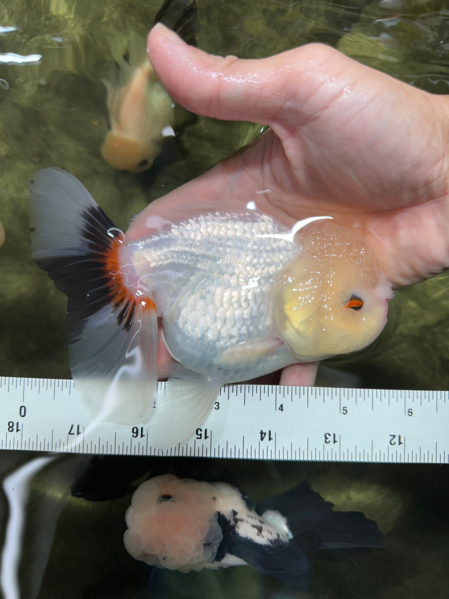 Tricolor Pompom Red Nose Oranda Female 5.5 inches #111524OR_17