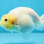 Snow White Sakura Button Eyes Lionchu Male 4-4.5 inches #070425LC_10