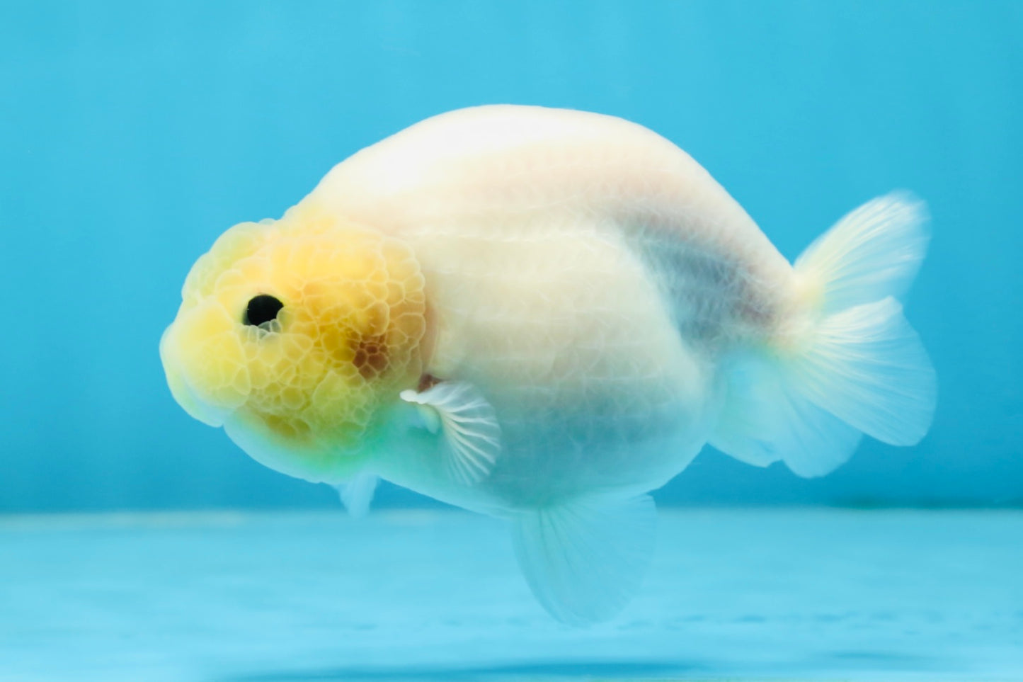 Snow White Sakura Button Eyes Lionchu Male 4-4.5 inches #070425LC_10