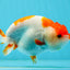 Kohaku Red White Lionchu 4.5 inches #1004LC_03