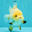 A Grade Chicken White Yuanbao Female 5 inches #062626YB_15