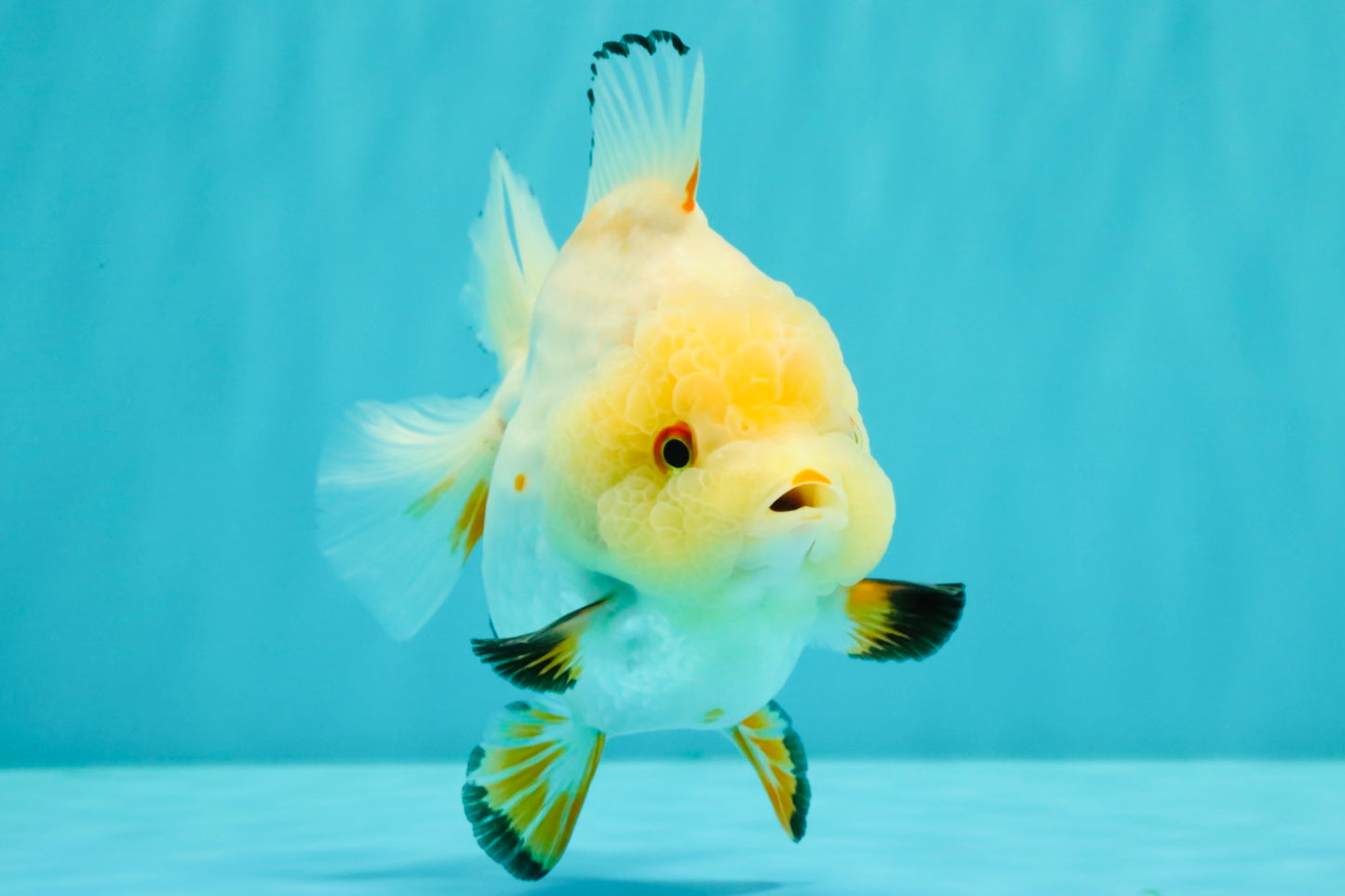 A Grade Chicken White Yuanbao Female 5 inches #062626YB_15