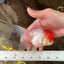A Grade Little Tomato Cap Red Cap Oranda Male 4-4.5 inches #062025OR_18