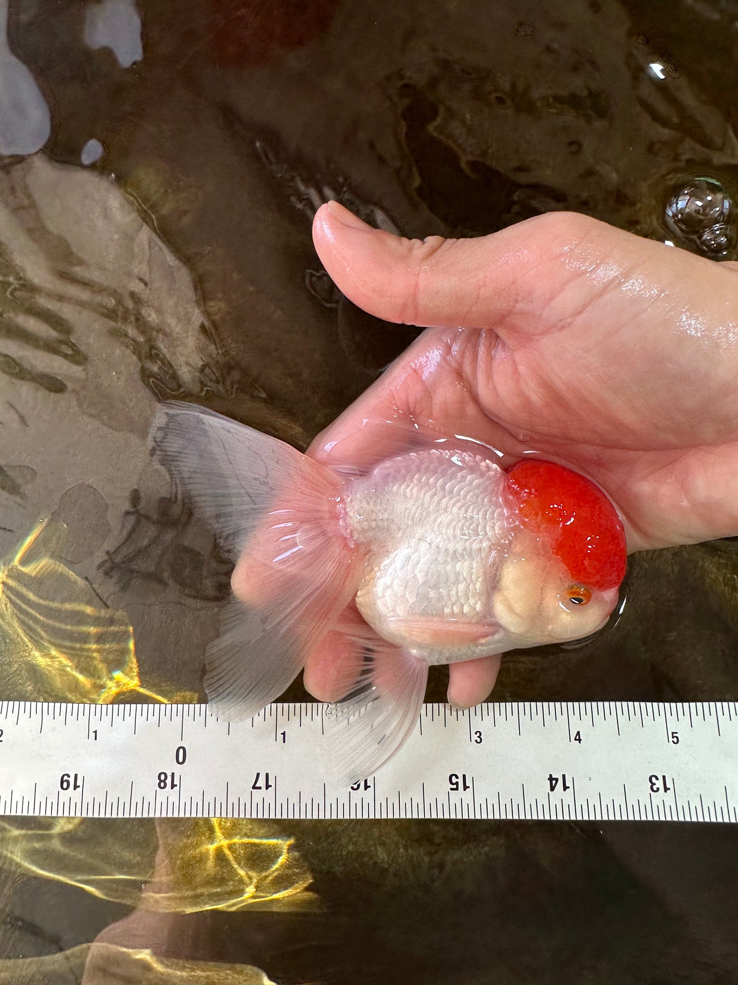 A Grade Little Tomato Cap Red Cap Oranda Male 4-4.5 inches #062025OR_18