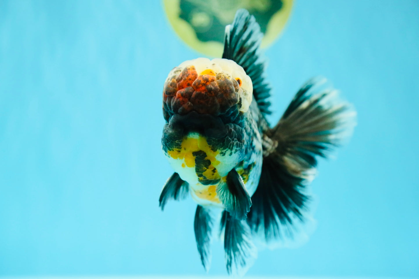 JUMBO AAA Grade Godzilla Jade Head Blue Kirin Oranda Male 6.5-7 inches #030626OR_08