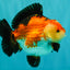 SUPER CUTE AAA Grade Tricolor Yuanbao Male 5 inches #071026YB_17