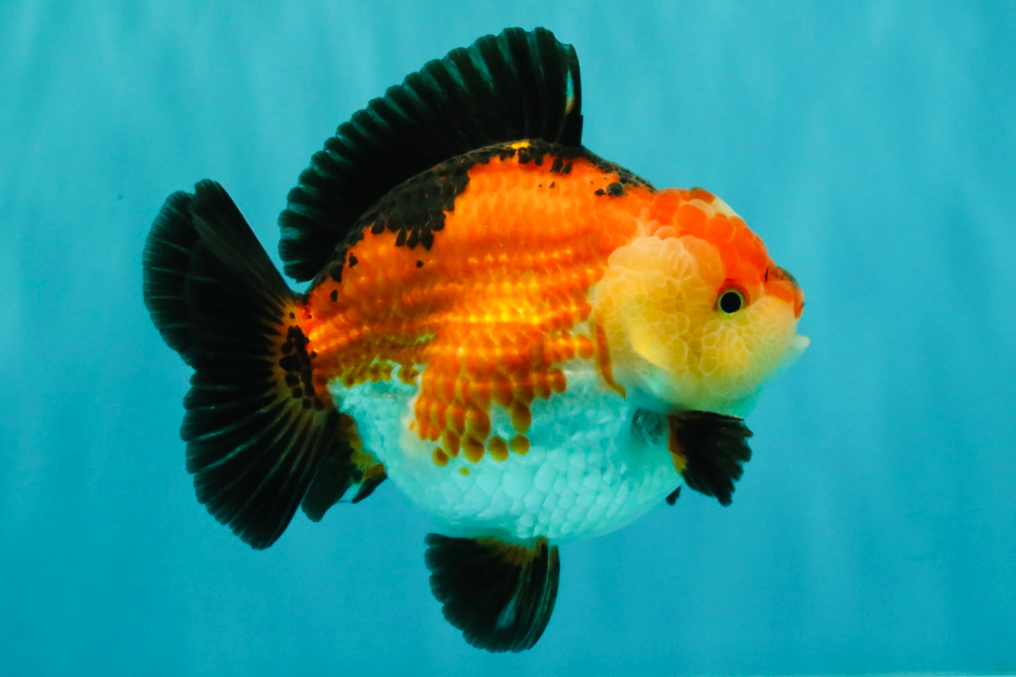 SUPER CUTE AAA Grade Tricolor Yuanbao Male 5 inches #071026YB_17