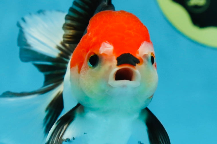 A Grade Young Tricolor Oranda Male 4.5 inches #061325_01